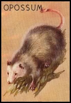 R15-1 Opossum.jpg